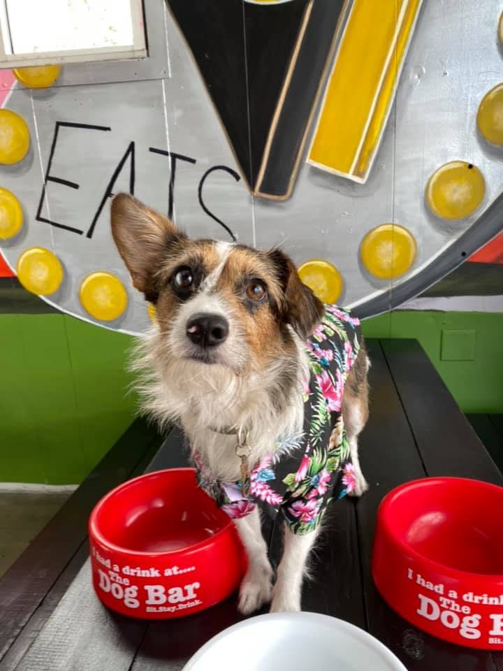A small dog in a floral shirt at a table with red Dog Bar water bowls, the marquee V9 sign behind