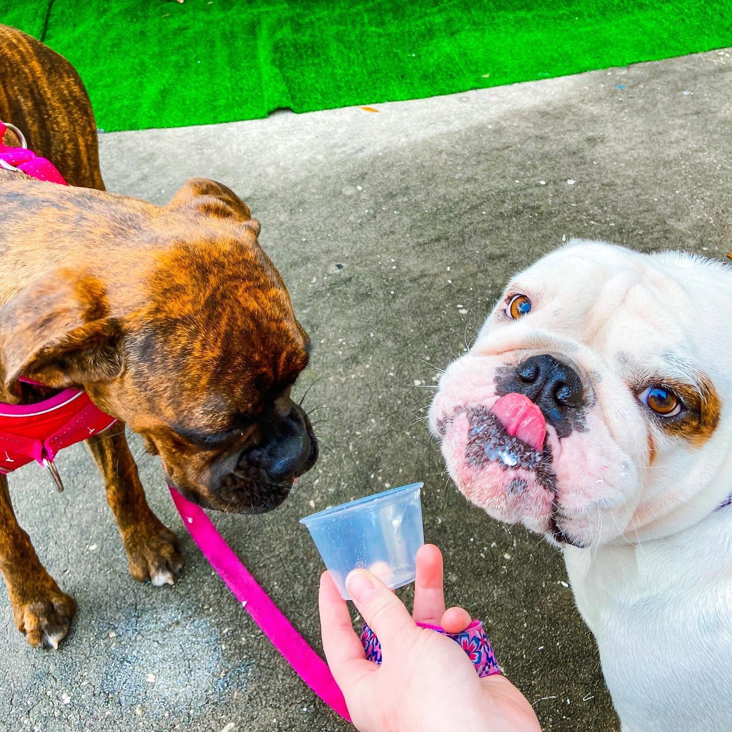 A boxer and a bulldog sharing a pup cup held out by a guest