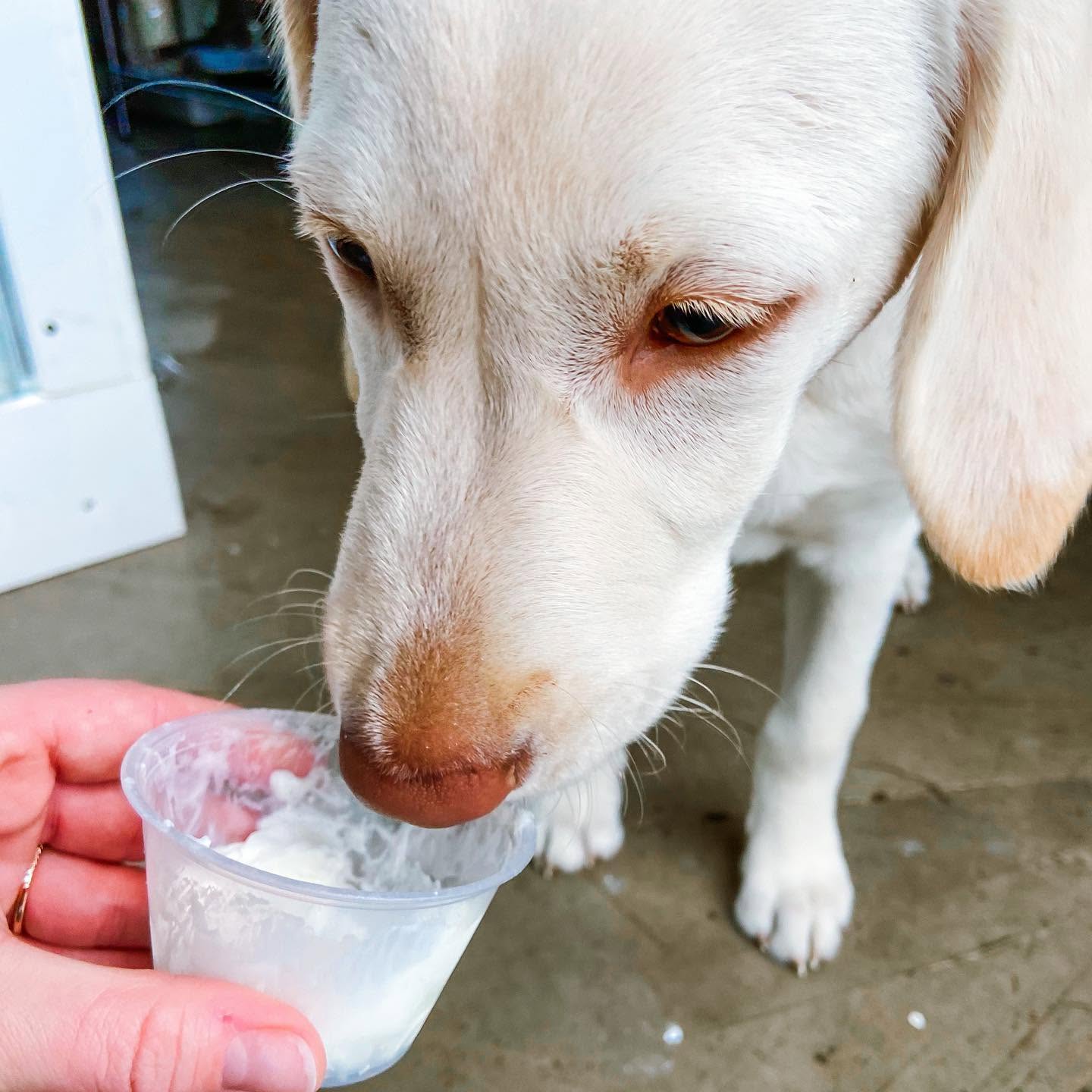 A white dog licking a pup cup